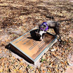 Lake Baldwin Park - 1st time at this great dog park!