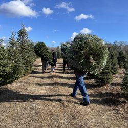 Hartikka Tree Farms