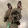 Photo of Twilight French Bulldogs