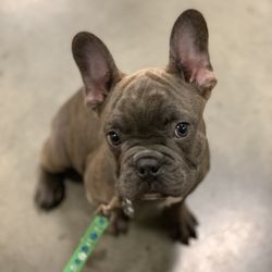 Twilight French Bulldogs - Baby Diesel (blue brindle)