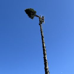 VT Tree Service