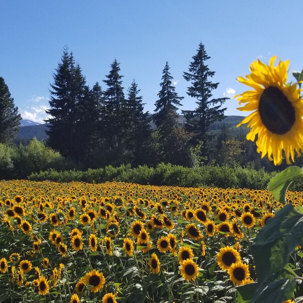 Grateful Vineyard - Wine Tasting Room Near Me - Mount Hood, Oregon Grateful Vineyard - Wine Tasting Room Near Me - Mount Hood, Oregon