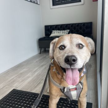 Groomer Has It - Scooby completed Entrance / Exit - Pet Groomers Near Me - Las Vegas, Nevada Groomer Has It - Scooby completed Entrance / Exit - Pet Groomers Near Me - Las Vegas, Nevada
