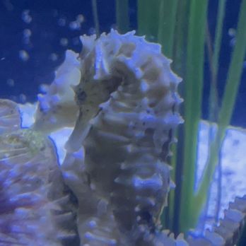 Key West Aquarium - Seahorse - Aquariums Near Me - Key West, Florida