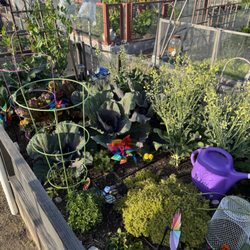 Encinitas Community Garden - My friends gardening plot, so colorful