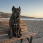 Photo of Redeemed K9
