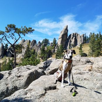Specialty Dog Training - South Dakota - Pet Training Near Me - Oceanside, California