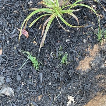 Tony and Son's Landscaping - More Weeds! - Lawn Services Near Me - Murfreesboro, Tennessee