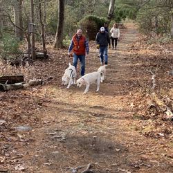 Dolan Christmas Tree Farm - Yay!  The dogs had as much fun as us!