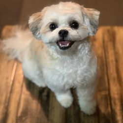 Heart of Chicago Grooming - Buffy
