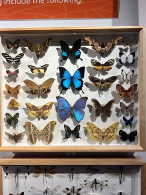 Florida Museum of Natural History by null