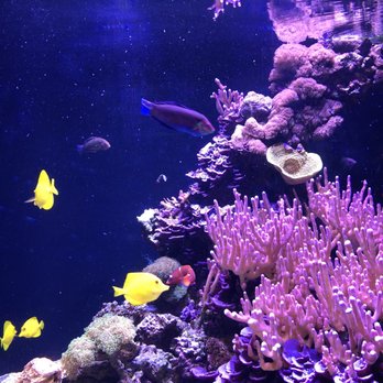 Seattle Aquarium - Aquariums Near Me - Seattle, Washington Seattle Aquarium - Aquariums Near Me - Seattle, Washington
