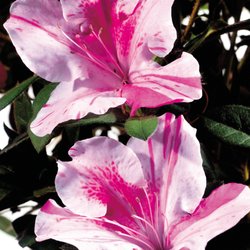 ToGoGarden - Autumn Twist Encore Azalea From ToGoGarden.com