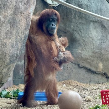 Denver Zoo - Orangutan mama and her baby - Zoos Near Me - Denver, Colorado