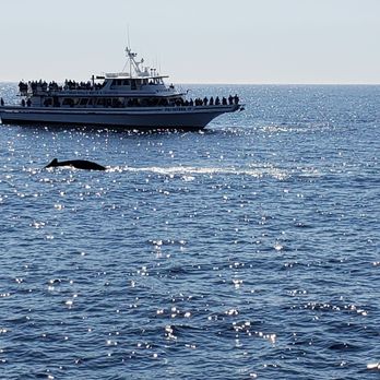 Cape Ann Whale Watch - Boat Charters Near Me - Gloucester, Massachusetts