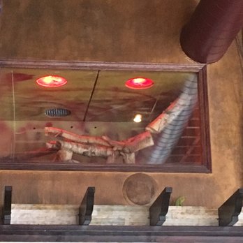 Iguana Cafe - Find the iguana! - Creperies Near Me - Chicago, Illinois