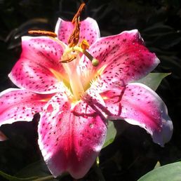 Most beautiful (and tall) Asiatic Lilly. Most beautiful (and tall) Asiatic Lilly.
