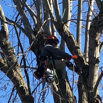 MLG Tree Service - Tree Services Near Me - California, Kentucky MLG Tree Service - Tree Services Near Me - California, Kentucky