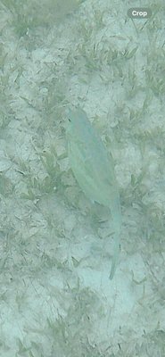 Brewers Bay Beach by null