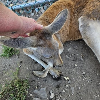 Hansen's Dairy Farm - Hudson - I got to pet and feed this Kangaroo 3 - Food Tours Near Me - Hudson, Iowa Hansen's Dairy Farm - Hudson - I got to pet and feed this Kangaroo 3 - Food Tours Near Me - Hudson, Iowa