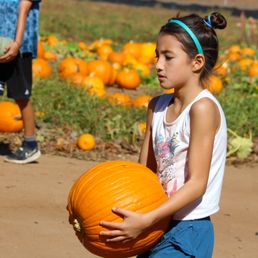 Kids picking out pumpkins Kids picking out pumpkins
