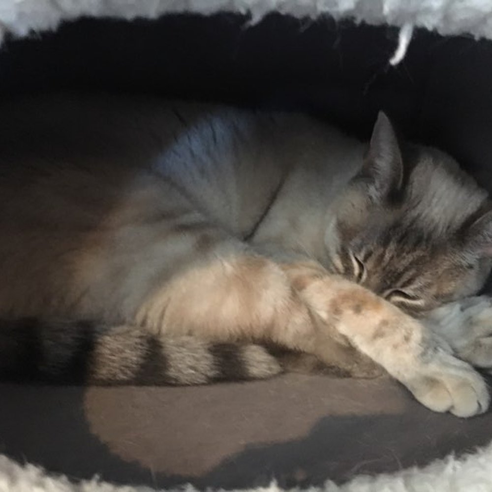 Cat Town - Animal Shelters Near Me - Oakland, California Cat Town - Animal Shelters Near Me - Oakland, California