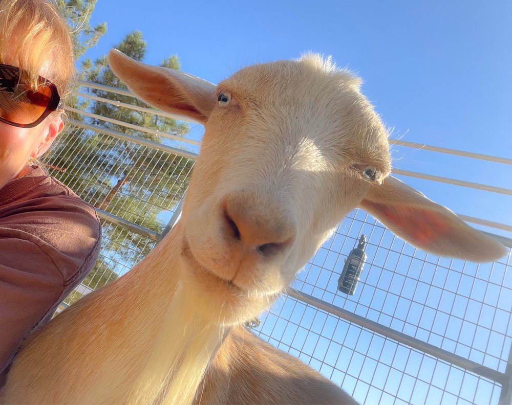 ACTON VETERINARY CLINIC Updated September 2024 36 Reviews 32033