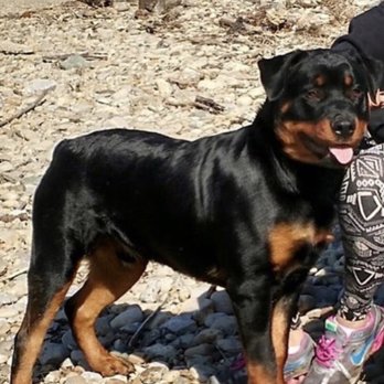 Pooches Always Walking - We're so happy to welcome Loki into our PAW family. - Dog Walkers Near Me Pooches Always Walking - We're so happy to welcome Loki into our PAW family. - Dog Walkers Near Me