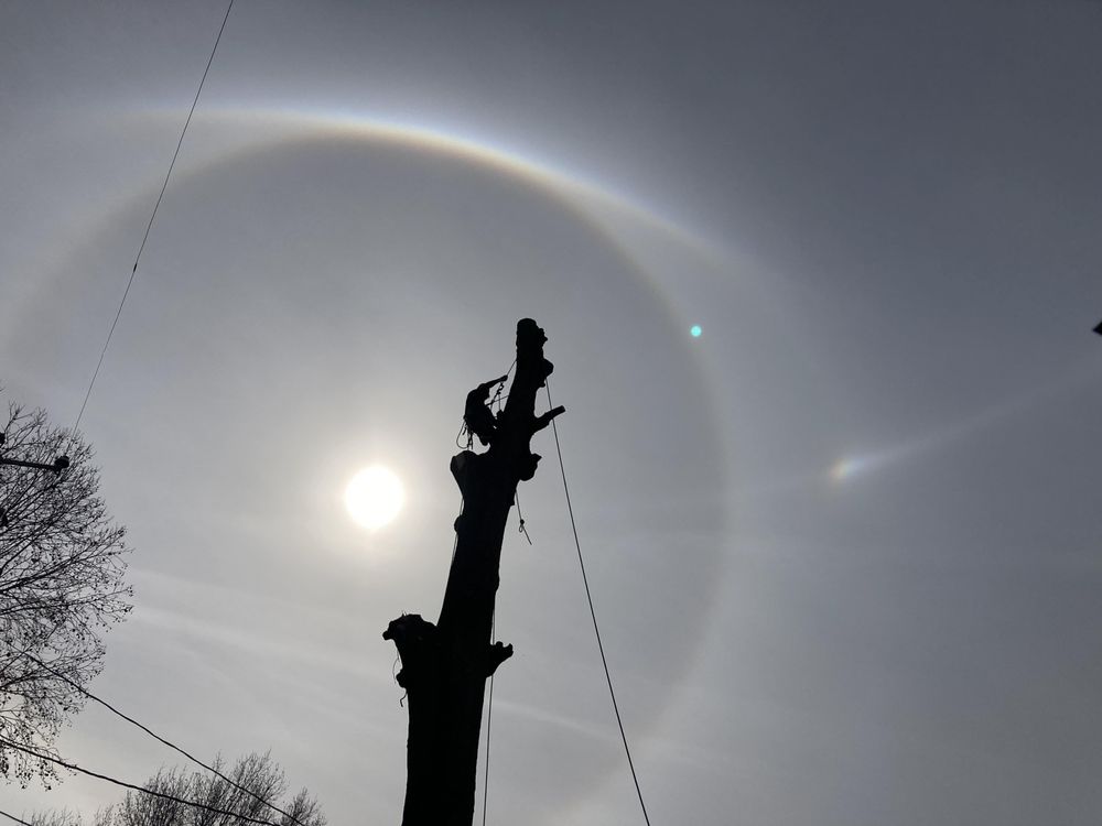 C's Tree Service - tree service in New Orleans, LA