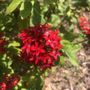 Photo of Sarasota Garden Club