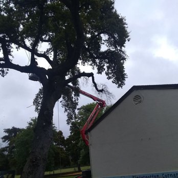 Call Oscar Tree Service - Tree Services Near Me - Ojai, California Call Oscar Tree Service - Tree Services Near Me - Ojai, California