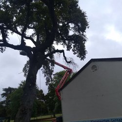 Call Oscar Tree Service