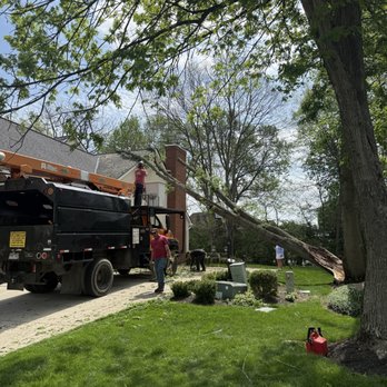 Excellent Arborist Tree Company - Tree Services Near Me Excellent Arborist Tree Company - Tree Services Near Me
