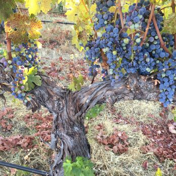 Locke Vineyards - Amazing vine tour with owner Kevin Locke #harvestkickoffatthebarn - Wine Tasting Room Near Me - Murphys, California