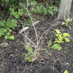 TruGreen Lawn Care - Azalea bush damaged