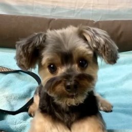Bella with her summer "puppy" look.