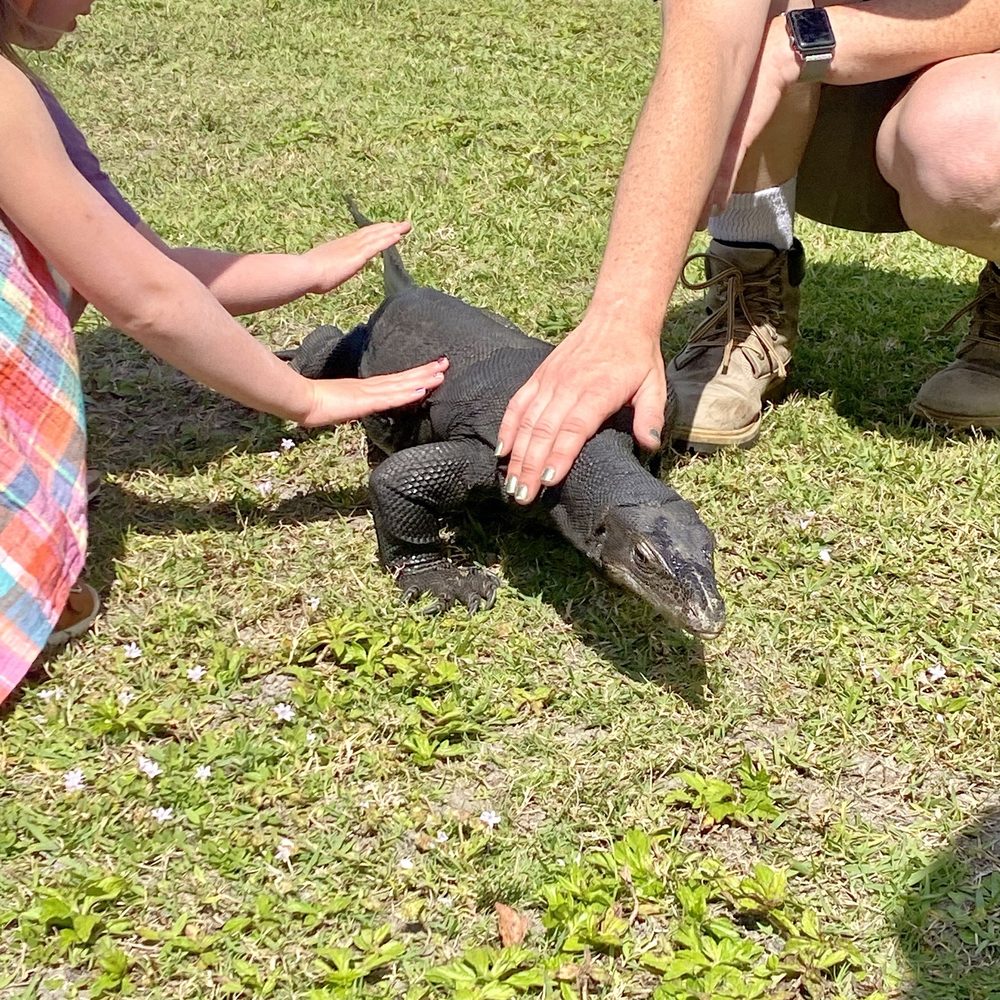 Iguanaland - Zoos Near Me - Punta Gorda, Florida