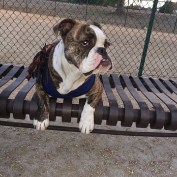 Flora Vista Dog Park - Thor resting on the bench - Dog Parks Near Me - Bellflower, California Flora Vista Dog Park - Thor resting on the bench - Dog Parks Near Me - Bellflower, California