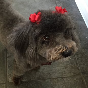Penelopes Parlor - Pet Groomers Near Me - Costa Mesa, California Penelopes Parlor - Pet Groomers Near Me - Costa Mesa, California