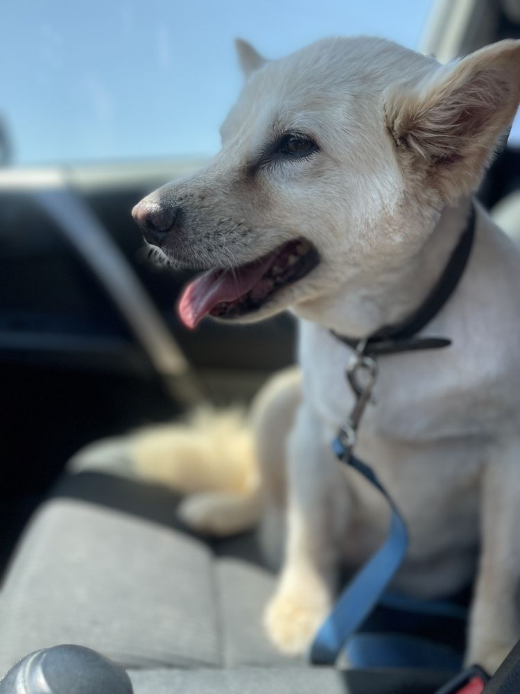 KATHY’S CANINE CONNECTION 22 Photos & 30 Reviews 2185 Churn Creek