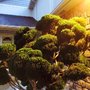 GreenHouse Lawn&Lanscape