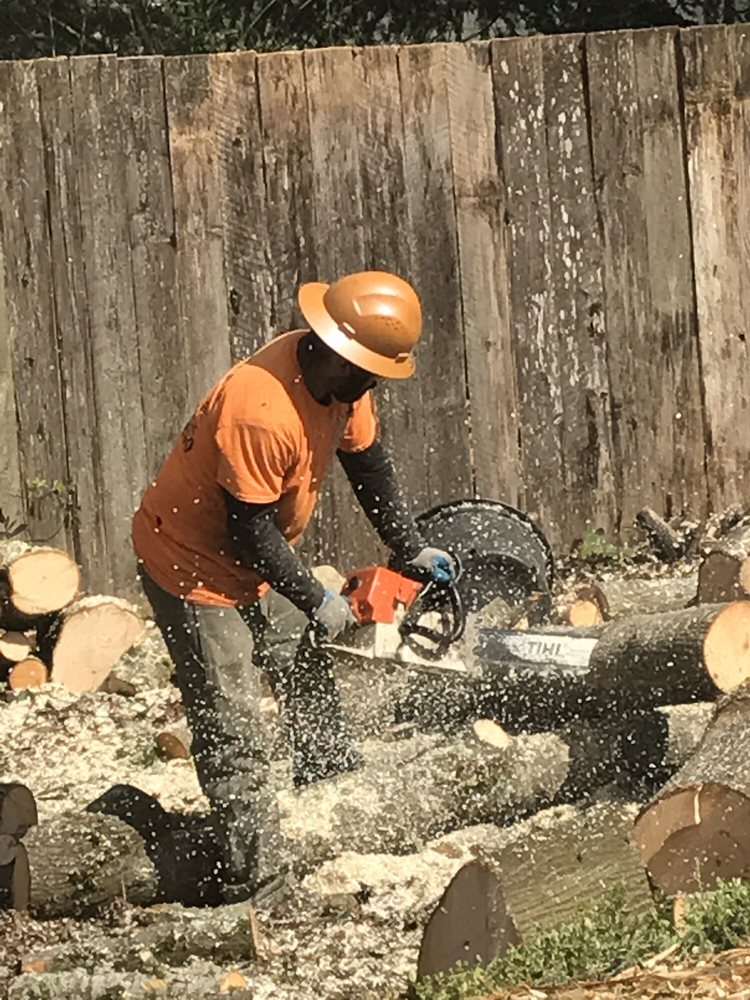 All Star Tree Specialists - tree service in Buckley, WA