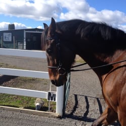 Triple H Riding Center - Willing acceptance to the rider, the bridle and the work. Building successful relationships between rider and horse at Triple H