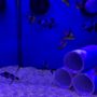 Photo of Premier Aquatics