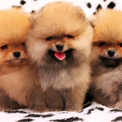 Poms Ranch Breeder