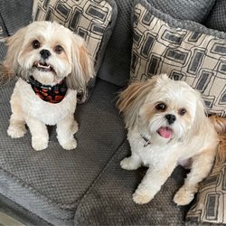 City Bark Parker - Lennox and Lexi back from the groomers.