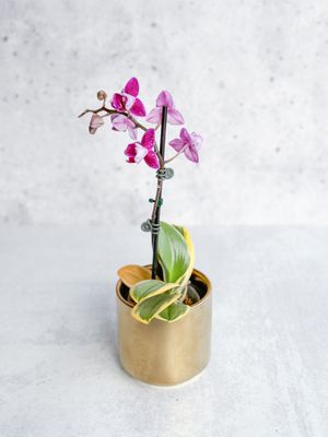 Ed's Plant Shop by null