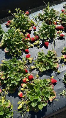 Family Farms by null