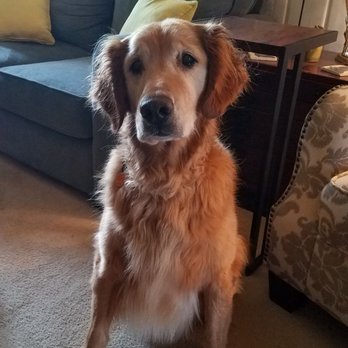 Maxx's Munchery - JJ, patiently awaiting - Pet Stores Near Me