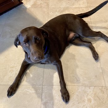 Elite Paw Spa - She looks and smells so good - Pet Training Near Me - Chandler, Arizona